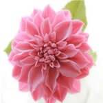 قالب فوندانت بهگز مدل گل کوکب مجموعه2عددی